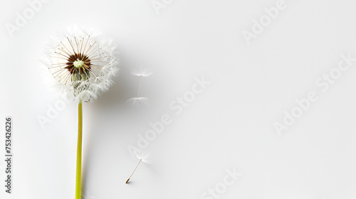 dandelion on a white background condolence grieving card, loss, funerals, support