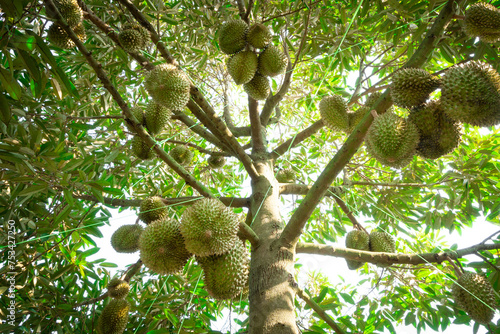 A durian farm is an agricultural establishment that cultivates durian trees