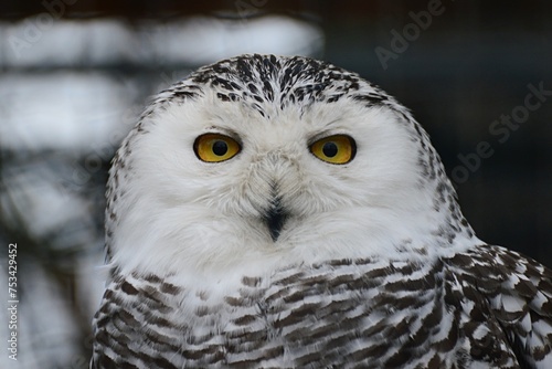 Fotografie Front view portrait of female Snowy Owl bird, latin name Bubo Scandiacus, taken in captivity in huge aviary
