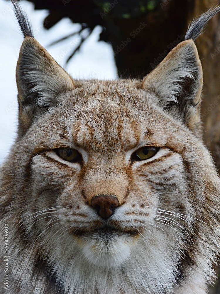 Fototapeta premium Portrait of Eurasian Lynx, latin name Lynx Lynx, looking calmly in the camera in his yard in safari park in Slovakia. 