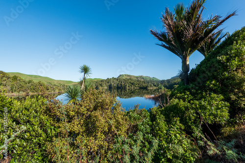 Mirror Lake Waters Reflecting Lush Nikau Forest in Kaihoka Lakes Scenic Reserve, Golden Bay, South Island, New Zealand
