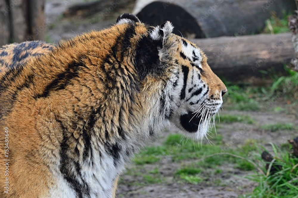 Fototapeta premium Profile view of large tiger, possibly bengal or siberian, latin name Panthera Tigris, walking in safari park during spring rainy season.