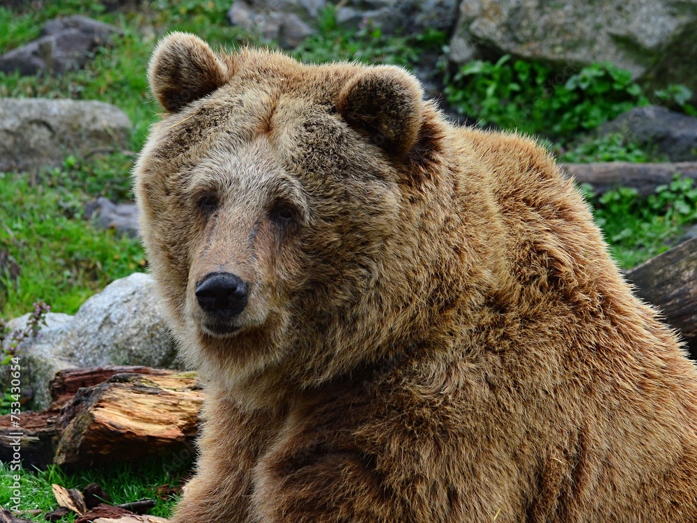 Portrait of more than 20 years old brown bear, latin name Ursus Arctos, sitting next to fallen tree trunk, looking forward.