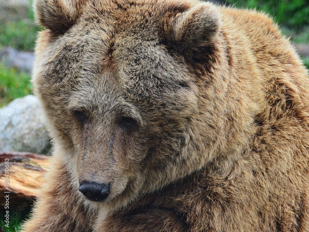 Huge over 20 years old Brown Bear, latin name Ursus Arctos, relaxing peacefully near broken tree trunk.