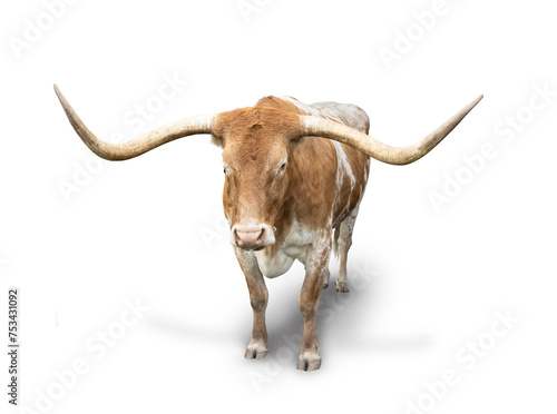 Isolated photo of a large Texas Longhorn Steer. Looking at the camera with angry eyes and ready to be aggressive. Strong, powerful animal on a white background