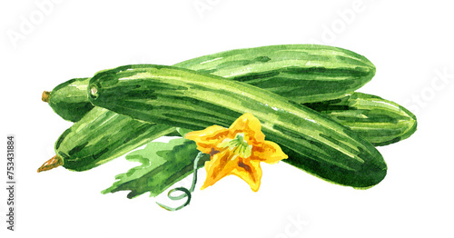 Long Cucumber,  Watercolor hand drawn illustration, isolated on white background 