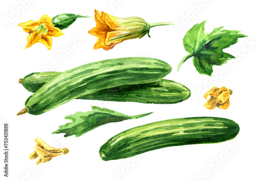 Long Cucumber set,  Watercolor hand drawn illustration, isolated on white background