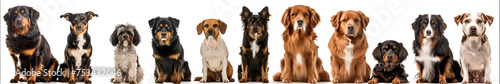 large group of dogs sitting in the row, generative Ai