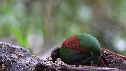 Nature wildlife footage of rare crested partridge (Rollulus rouloul) also known as the crested wood partridge, roul-roul, red-crowned wood partridge on deep forest jungle photo