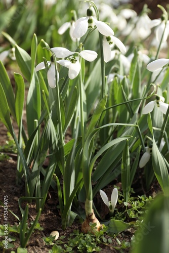 Beautiful white blooming snowdrops growing outdoors  closeup