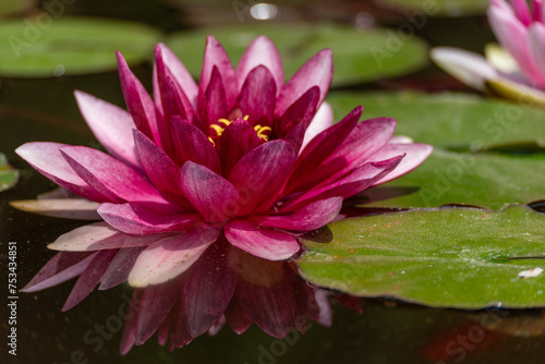 Pink lotus water lily flower in pond, waterlily with green leaves blooming