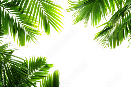 A lush green palm frond with tropical leaves reaches skyward against a clean white background © masud