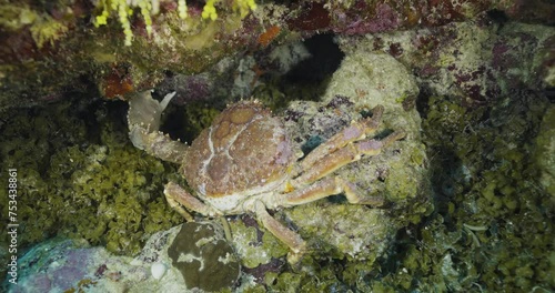 Wallpaper Mural Cozumel.Reef and crab. Mexico. Underwater video. Torontodigital.ca