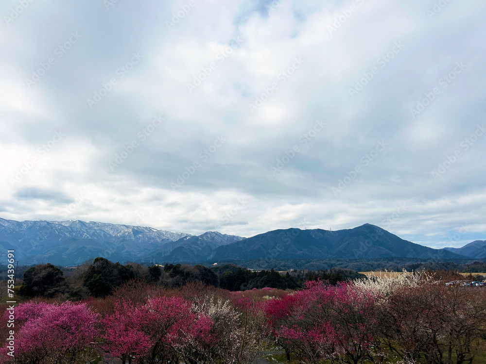 梅園と山並みと曇り空