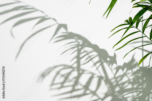 Palm leaves and shadows against white wall for background