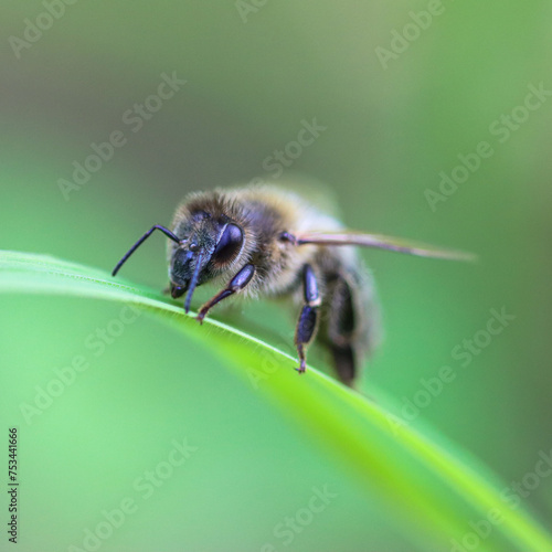 Bumblebee on a leaf - Bombus pascuorum © Robin Bieck