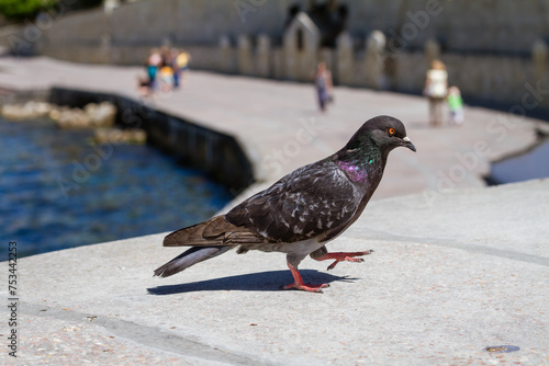 A pigeon is walking on a sidewalk near body water © Екатерина Переславце