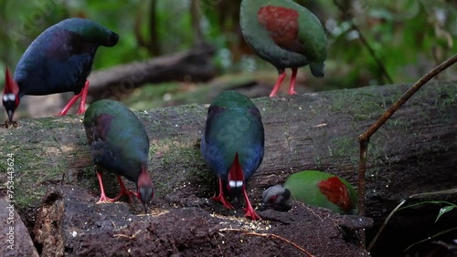 Nature wildlife footage of group of crested partridge (Rollulus rouloul) also known as the crested wood partridge, roul-roul, red-crowned wood partridge on deep forest jungle.  photo