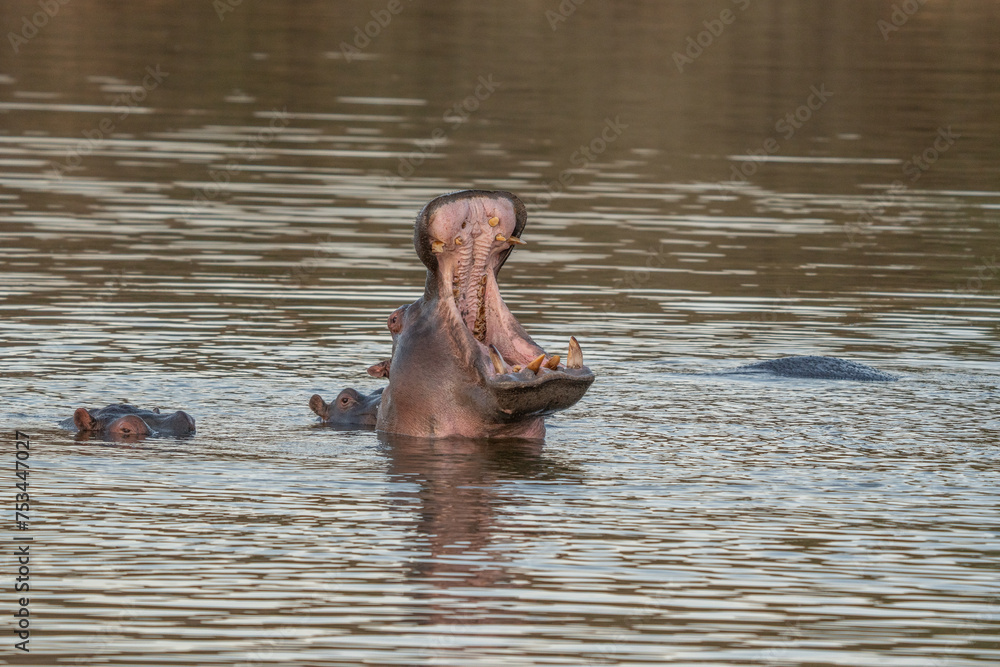 Fototapeta premium The common hippopotamus (Hippopotamus amphibius), or hippo, is a large, mostly herbivorous mammal in sub-Saharan Africa