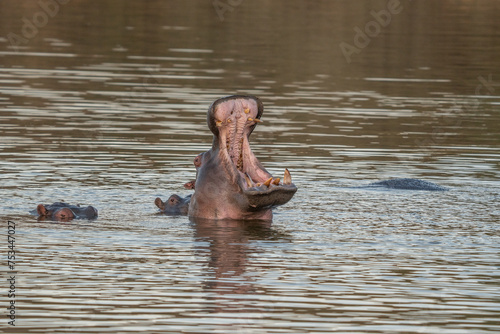 The common hippopotamus (Hippopotamus amphibius), or hippo, is a large, mostly herbivorous mammal in sub-Saharan Africa