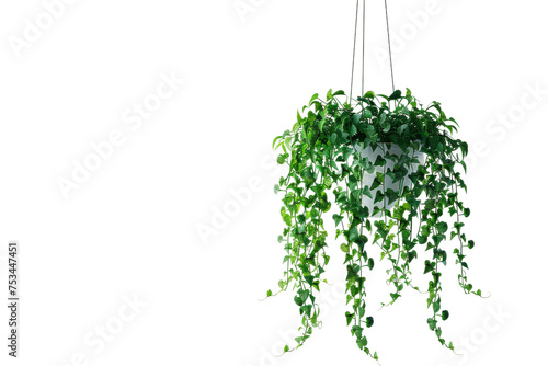 Hanging Plant on transparent background, photo