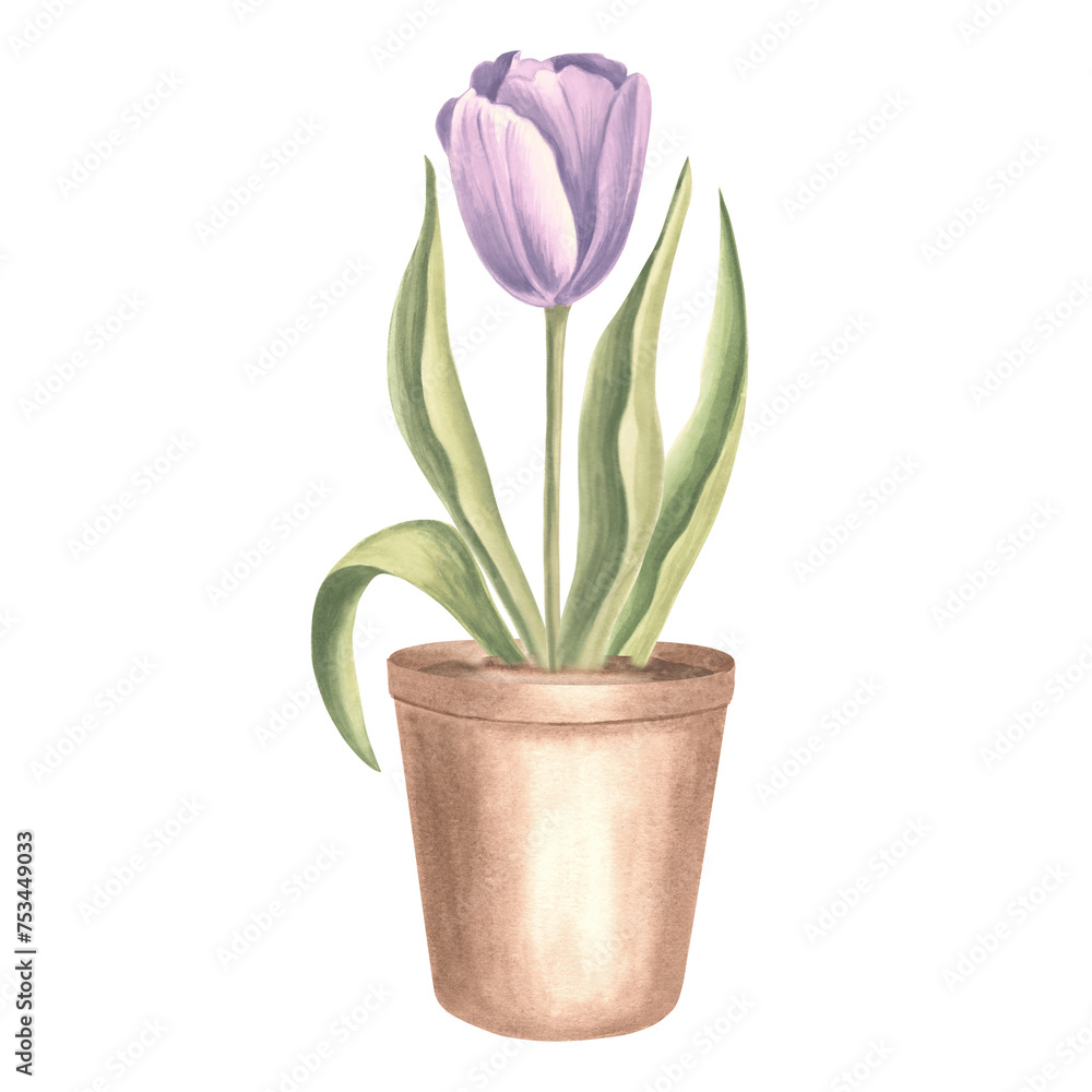 Purple tulip with leaves in clay flower pot. Spring garden flower. Isolated hand drawn watercolor botanical illustration. Floral drawing template for card, Mothers day, 8 March, Easter, embroidery. Purple tulip with leaves in clay flower pot. Spring garden flower. Isolated hand drawn watercolor botanical illustration. Floral drawing template for card, Mothers day, 8 March, Easter, embroidery.