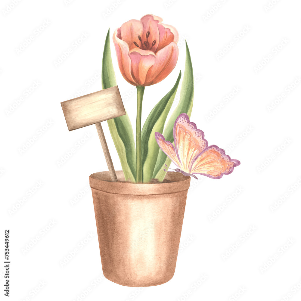 Red tulip in flower pot with sign and butterfly. Spring garden flower. Isolated hand drawn watercolor botany illustration. Floral drawing template for card, Mothers day, 8 March, Easter, embroidery.