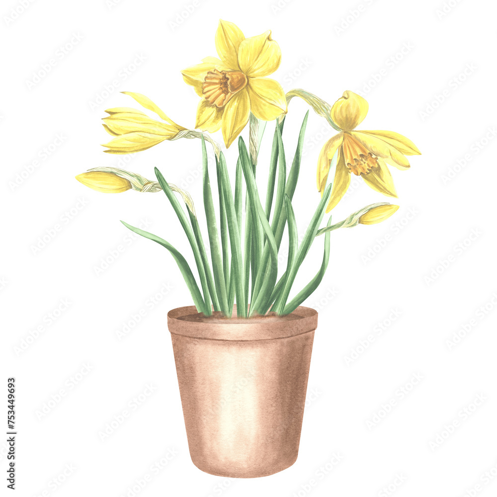 Yellow daffodils with leaves in clay flower pot. Spring garden flower. Isolated hand drawn watercolor illustration narcissus. Floral drawing template for card, Mothers day, 8 March, Easter, embroidery