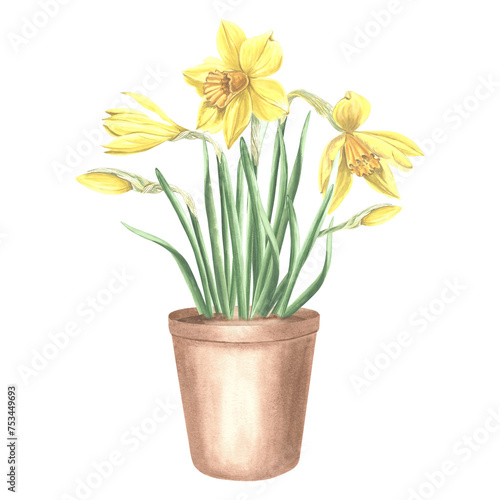 Yellow daffodils with leaves in clay flower pot. Spring garden flower. Isolated hand drawn watercolor illustration narcissus. Floral drawing template for card  Mothers day  8 March  Easter  embroidery