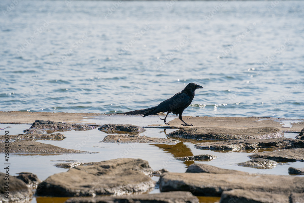 Obraz premium 海岸のカラス 03