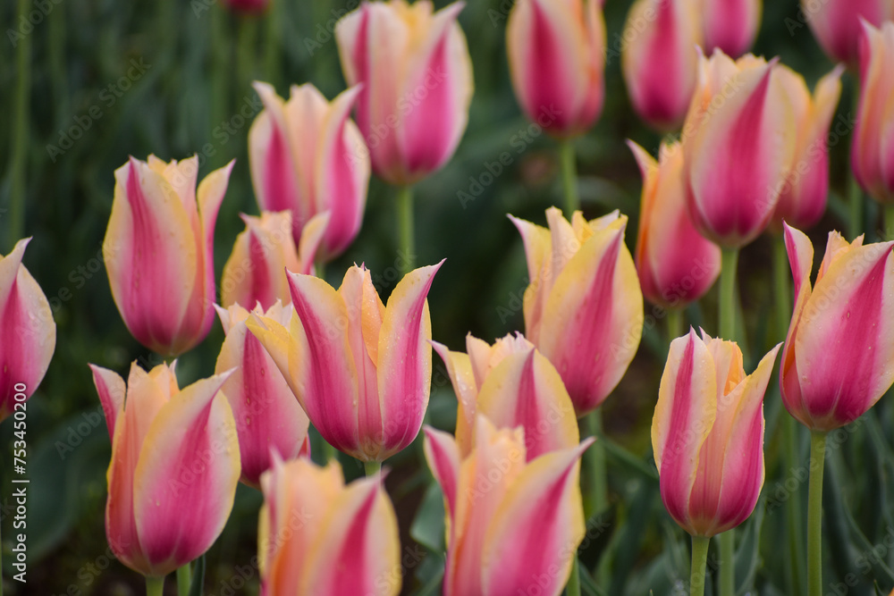 Fototapeta premium Beautiful Pink and yellow color Tulips in Tulip Garden Kashmir . Selective focus on subject and background blur