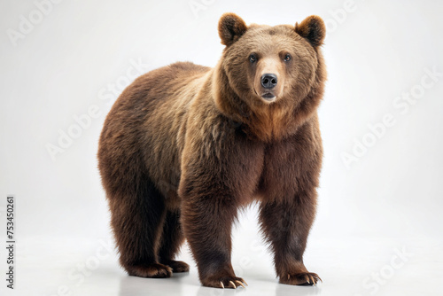 brown bear cub isolated in white