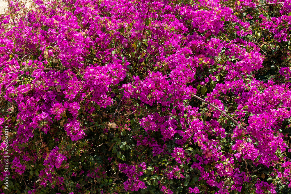 Purple azalea or bougainvillea blossoming tree in the outdoor garden of the house or an apartment in Barcelona, Spain. 