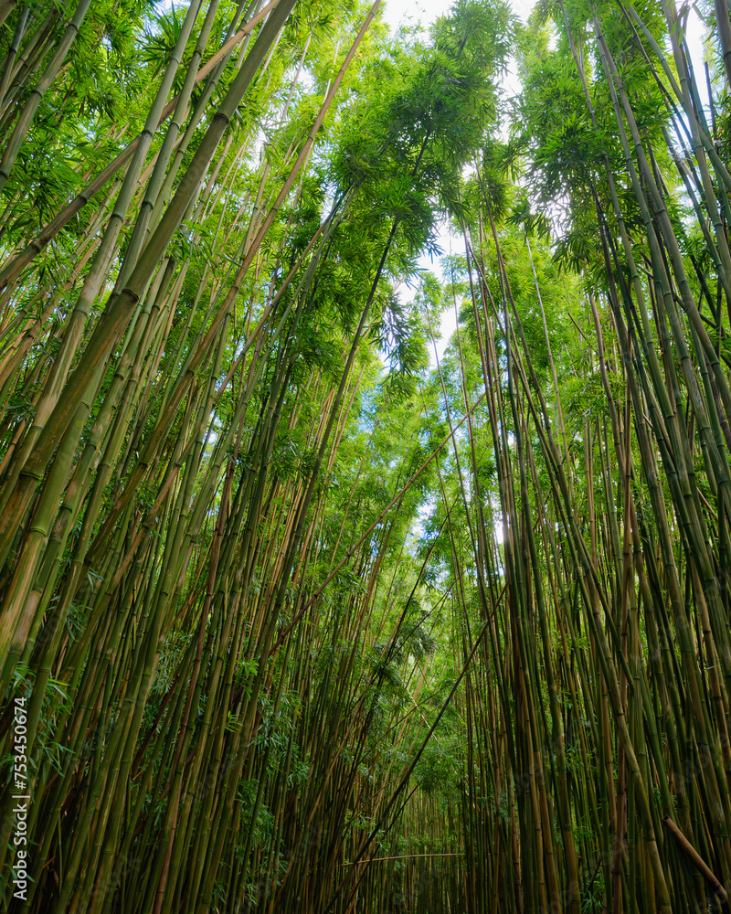 Amazing view of the top of the bamboo trees on the forest path on the Pipiwai Trail on the island of Maui, Hawaii, USA Amazing view of the top of the bamboo trees on the forest path on the Pipiwai Trail on the island of Maui, Hawaii, USA