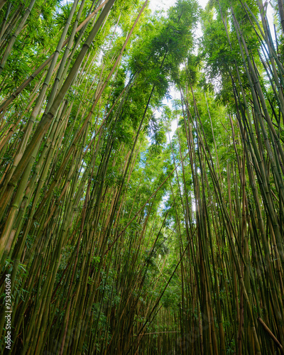Fototapeta Naklejka Na Ścianę i Meble -  Amazing view of the top of the bamboo trees on the forest path on the Pipiwai Trail on the island of Maui, Hawaii, USA