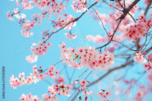 Cherry blossoms against the blue sky
