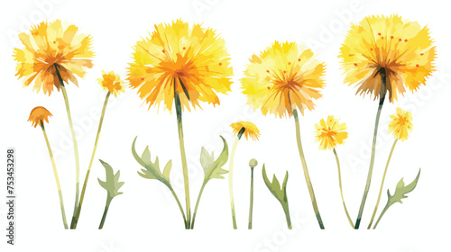 Dandelion Flower watercolor illustration