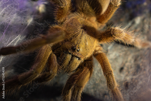 Close up brown tarantula on spider web, The asian fawn tarantula (Chilobrachys huahini)