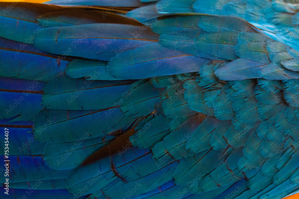 Obraz premium Close-up of Vibrant Blue Macaw Parrot Feathers Wing Texture, Close-up Shot of Exotic Blue Bird Feathers.