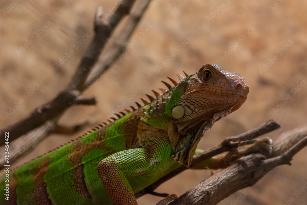 Fototapeta premium Green iguana on the wood in terrarium