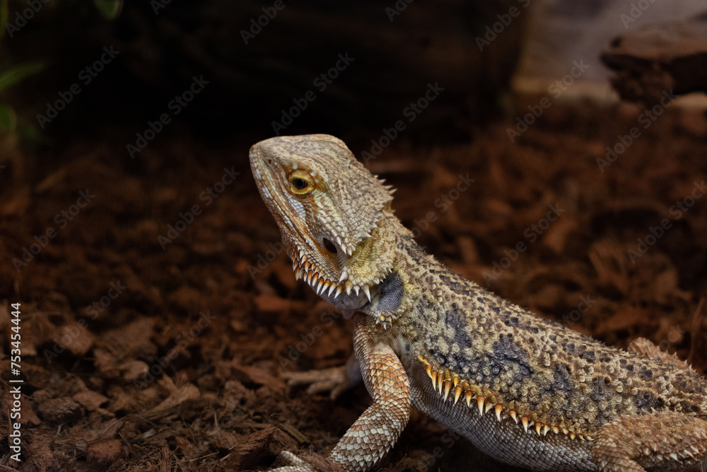 Fototapeta premium Bearded dragon in the terrarium.