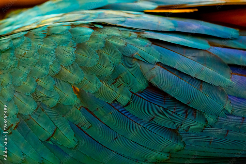 Obraz premium Close-up of Vibrant Blue Macaw Parrot Feathers Wing Texture, Close-up Shot of Exotic Blue Bird Feathers.