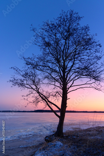 A beautiful sunrise landscape with a tree silhouette against the frozen lake. Winter scenery of Northern Europe. © dachux21