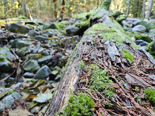 Moss grown on rocks and trees in the lush forests of Washington state