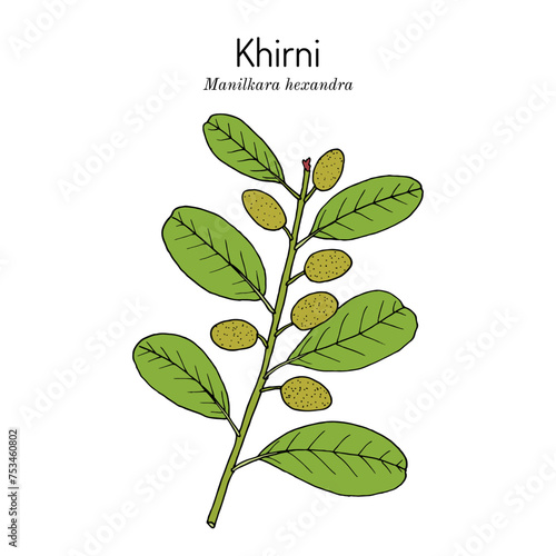 Khirni tree (Manilkara hexandra), edible plant. photo