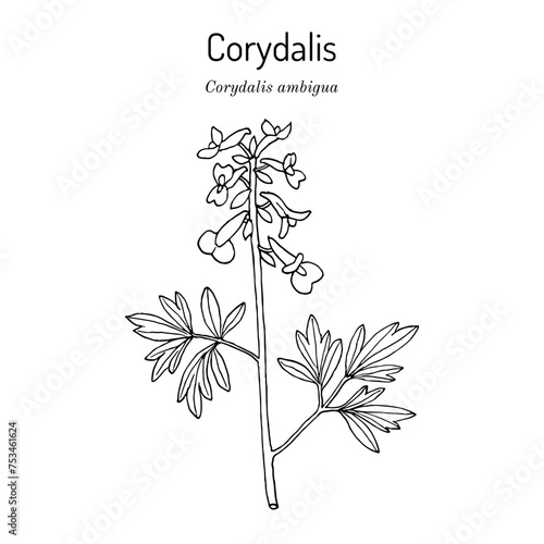 Corydalis (Corydalis ambigua), medicinal plant