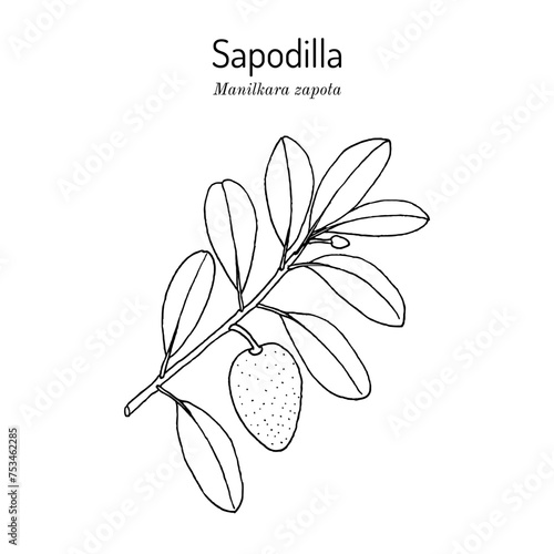 Sapodilla, or chicozapote (Manilkara zapota), edible and medicinal plant.