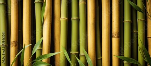 Bamboo Image Ideal for Backgrounds