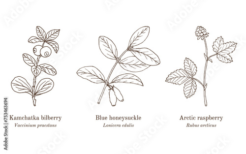 Collection of edible and medicinal plants.