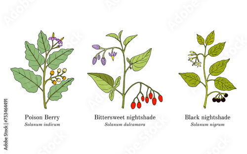 Collection ofmedicinal plants. Hand drawn botanical vector illustration